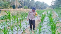 Bhabinkamtibmas Polsek Minas Rutin Pantau Pertumbuhan Jagung Pipil Program Ketahanan Pangan Nasional di Minas Timur