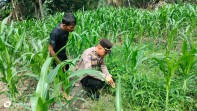 Polsek Minas Lakukan Pengecekan Tanaman Jagung Pipil Usia 35 Hari di Minas Timur