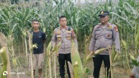 Kapolsek Minas Tinjau Perkembangan Jagung Pipil Usia 80 Hari di Lahan Tumpang Sari Kampung Mandiangin