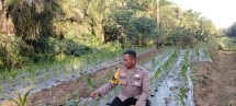 Dukung Ketahanan Pangan Nasional, Polsek Minas Cek Perkembangan Tanaman Jagung Pipil Usia 20 Hari di Minas Timur