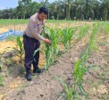 Polsek Minas Cek Perkembangan Tanaman Jagung Program Ketahanan Pangan, Usia Tanam Capai 24 Hari