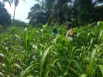 Dukung Swasembada Pangan 2026, Polsek Pasir Penyu Pantau Perkembangan Jagung Pipil di Tanjung Gading