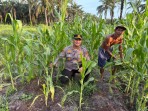 Jagung Ketahanan Pangan di Rohil Mulai Berkembang, Polisi Lakukan Monitoring