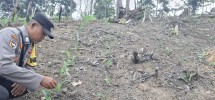 Bhabinkamtibmas Minas Jaya Cek Pertumbuhan Jagung Program Ketahanan Pangan Nasional di Area Telago