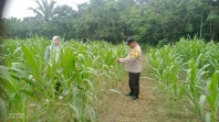 Polsek Minas Pantau Perkembangan Jagung Pipil Usia 59 Hari di Kampung Mandiangin