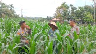 Dukung Ketahanan Pangan, Kapolsek Minas Cek Langsung Perkembangan Kebun Jagung Pipil di Minas Barat