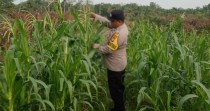 Polsek Minas Cek Perkembangan Jagung Pipil di Mandiangin, Tanaman Capai Tinggi 2 Meter