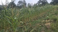 Bhabinkamtibmas Kelurahan Minas Jaya Rutin Cek Perkembangan Jagung Program Ketahanan Pangan Nasional