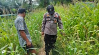 Polsek Minas Rutin Cek Perkembangan Program Ketahanan Pangan Nasional Berupa Tanaman Jagung Pipi, Kali Ini di Minas Jaya