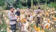 Dukung Program Ketahanan Pangan Presiden, Polsek Minas Panen Jagung Pipil Kuartal II