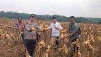 Panen Raya Jagung di Minas Hasilkan 2,5 Ton, Komitmen Polsek Minas Dukung Ketahanan Pangan Nasional