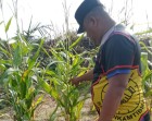 Jagung Pipil Program Ketahanan Pangan Nasional Usia 65 Hari di Lahan Warga Mandiangin Tumbuh Dengan Baik