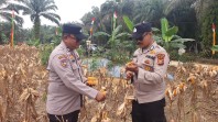 Polsek Minas Panen Jagung Pipil di Lahan 1,5 Hektare, Estimasi Hasil Capai 4 Ton