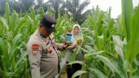 Usia 52 Hari, Tanaman Jagung Pipil Kelompok Tani Hijau Daun di Minas Tumbuh hingga 140 Sentimeter