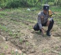 Bhabinkamtibmas Minas Jaya Cek Perkembangan Jagung Program Ketahanan Pangan di Minas