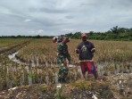 Rawang Air Putih Panen Logawa 48 Ton, Babinsa Kodim 0322/Siak Giat Dampingi Petani Bungaraya Capai Hasil Terbaik