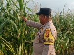 Polsek Minas Pantau Perkembangan Jagung Program Ketahanan Pangan Nasional, Tanaman Capai Usia 95 Hari