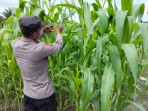 Jaga Produktivitas Pertanian, Polsek Koto Gasib Dampingi Petani Jagung Pipil di Kampung Sengkemang