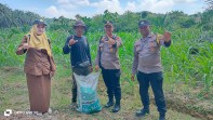 Sambangi Lahan Warga, Kapolsek Minas Pantau Langsung Perkembangan Program Ketahanan Pangan Dan Serahkan Bantuan Pupuk NPK