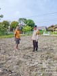 Bhabinkamtibmas Polsek Pasir Penyu Ajak Warga Optimalkan Pekarangan dengan Budidaya Singkong demi Ketahanan Pangan