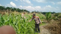 Polsek Minas Cek Perkembangan Jagung Pipil Usia 69 Hari di Mandiangin, Terkendala Hama Monyet
