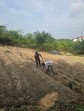 Polsek Minas Dorong Ketahanan Pangan, Kelompok Tani Siapkan Lahan Setengah Hektare untuk Tanaman Jagung