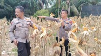 Tinjau Jagung Pipil Pra Panen di Kebun Polsek Minas, Kompol Syahrizal: Bukti Komitmen Dukung Ketahanan Pangan Nasional
