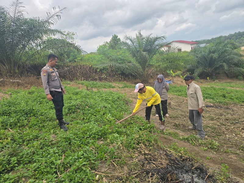 Polisi dan Kelompok Tani Bersihkan Lahan Jagung Pipil di Minas Barat, Dukung Ketahanan Pangan
