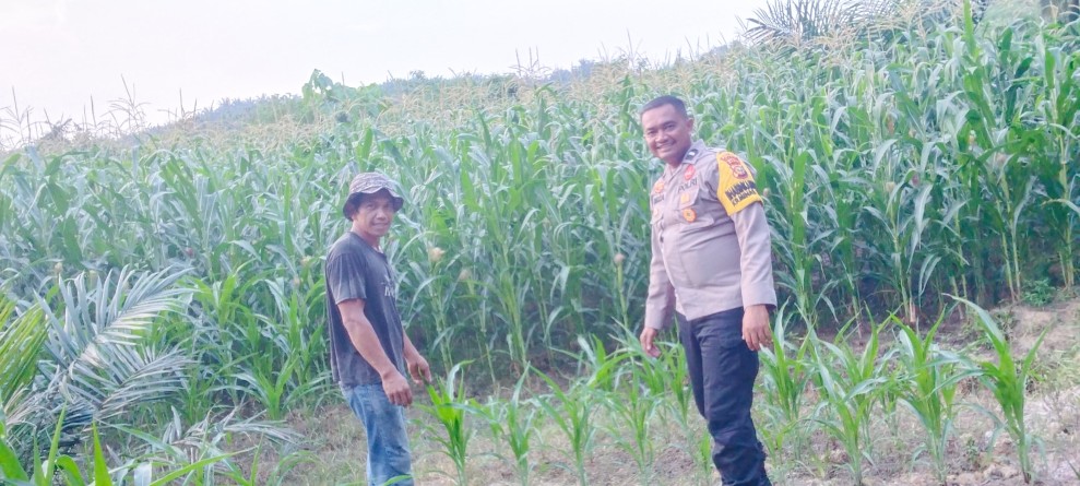 Dukung Ketahanan Pangan Nasional, Bhabinkamtibmas Polsek Minas Pantau Pertumbuhan Jagung Pipil di Usia 59 Hari