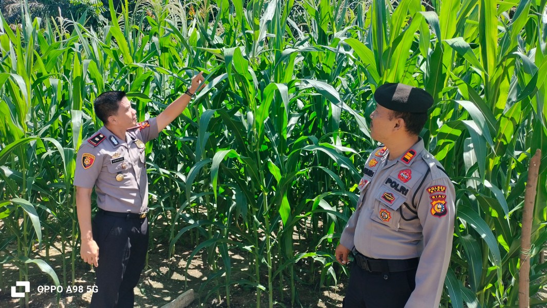 Polsek Minas Laksanakan Pengecekan Jagung Pipil Kuartal II di Kampung Minas Barat, Dukung Program Ketahanan Pangan Nasional