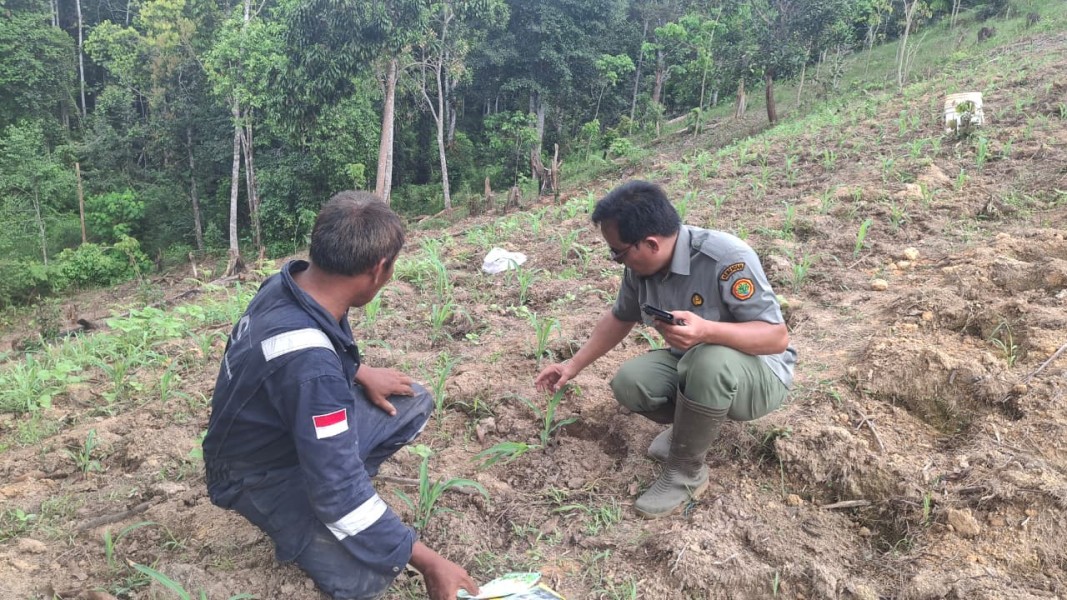 Polisi Pantau Perkembangan Jagung Program Ketahanan Pangan di Minas, Tanaman Berusia 16 Hari