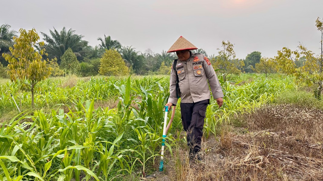 Polsek Koto Gasib Dampingi Pemupukan Jagung Pipil, Perkuat Ketahanan Pangan di Kampung Pangkalan Pisang
