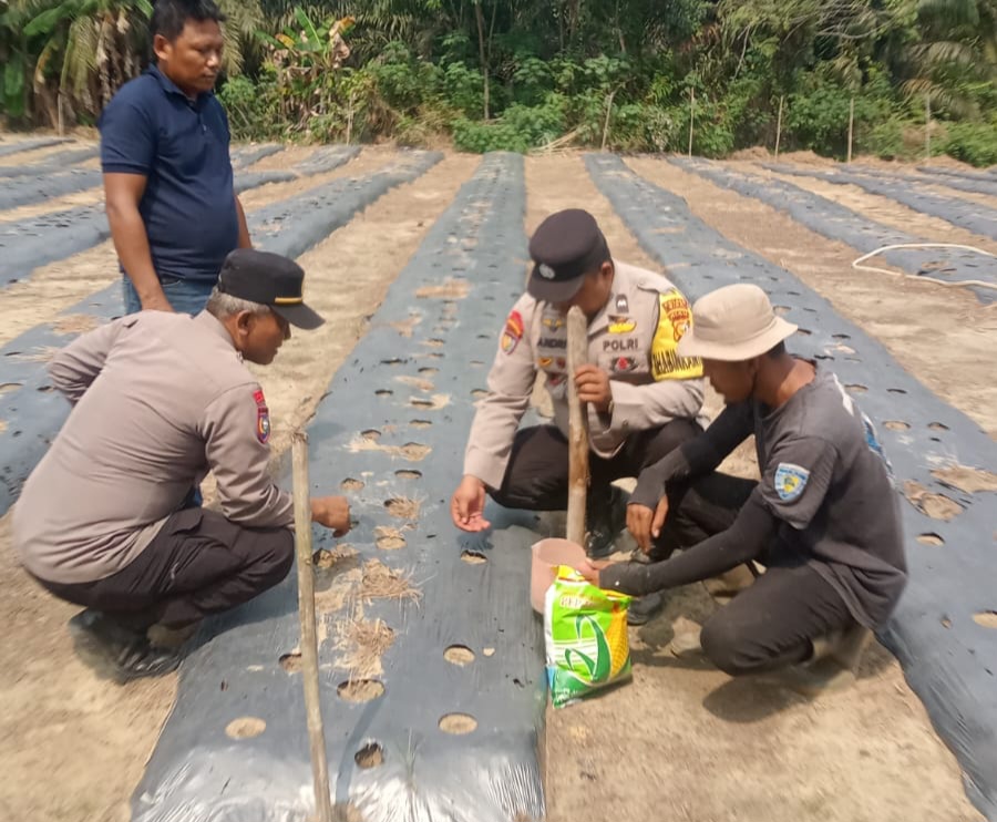 Polsek Minas Dorong Program Ketahanan Pangan Nasional, Warga Kampung Mandiangin Kembali Tanam Jagung Pipil