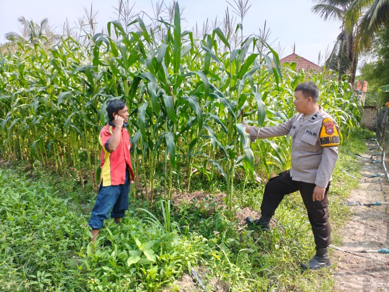 Dukung Ketahanan Pangan Nasional, Bhabinkamtibmas Polsek Pasir Penyu Sambangi Kebun Jagung Pipil Milik Warga