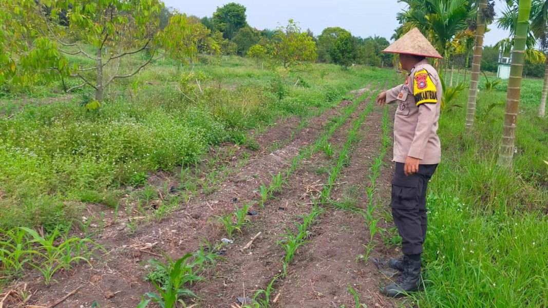 Polsek Koto Gasib Monitoring Tanaman Jagung Pipil Poktan Mekar Sari