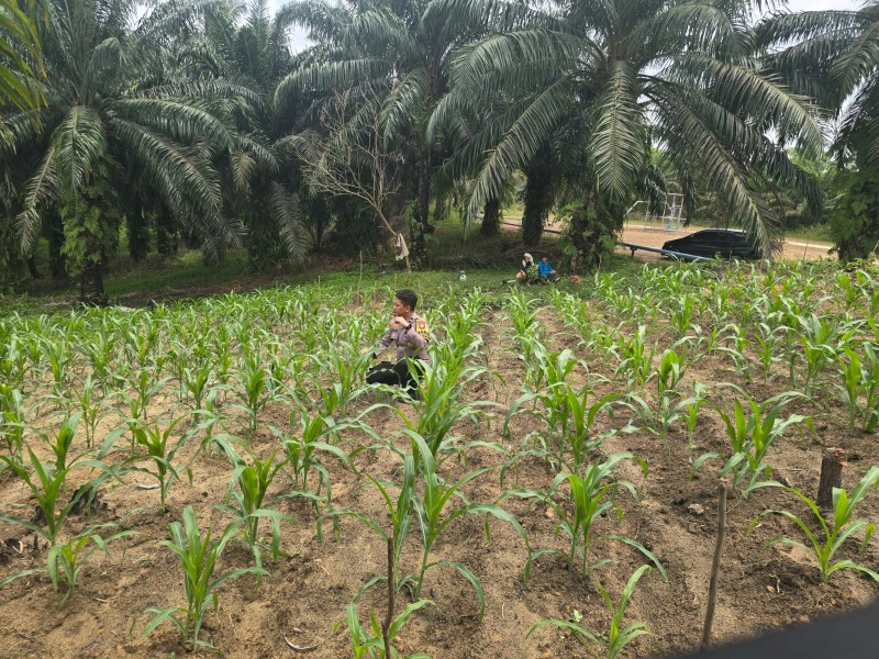 Polsek Minas Pantau Pertumbuhan Jagung Pipil Usia 30 Hari di Lahan Kelompok Tani Minas Barat