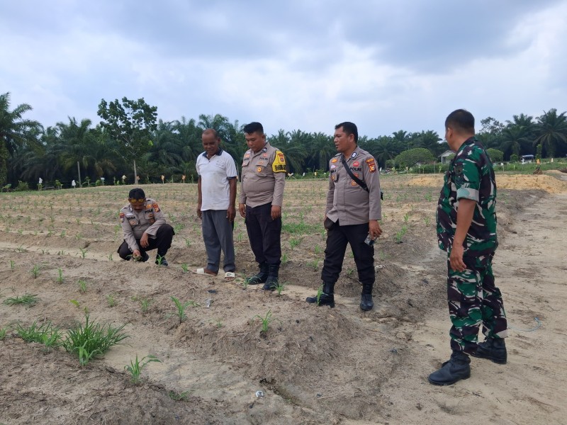 Personil Polsek Minas Cek Perkembangan Jagung Program Ketahanan Pangan di Kampung Rantau Bertuah
