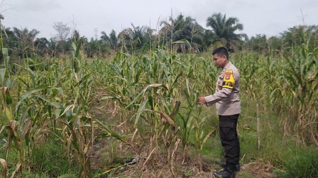 Tanaman Jagung Tumbuh Optimal, Bhabinkamtibmas Koto Gasib Lakukan Monitoring Lapangan