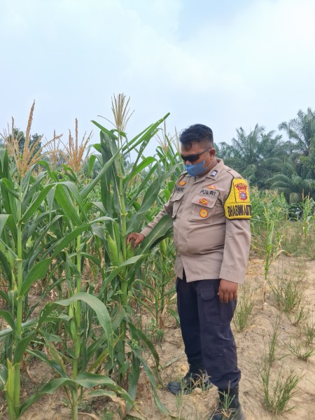 Bhabinkamtibmas Rantau Bertuah Cek Jagung Pipil Usia 68 Hari, Pertumbuhan Capai 2,1 Meter
