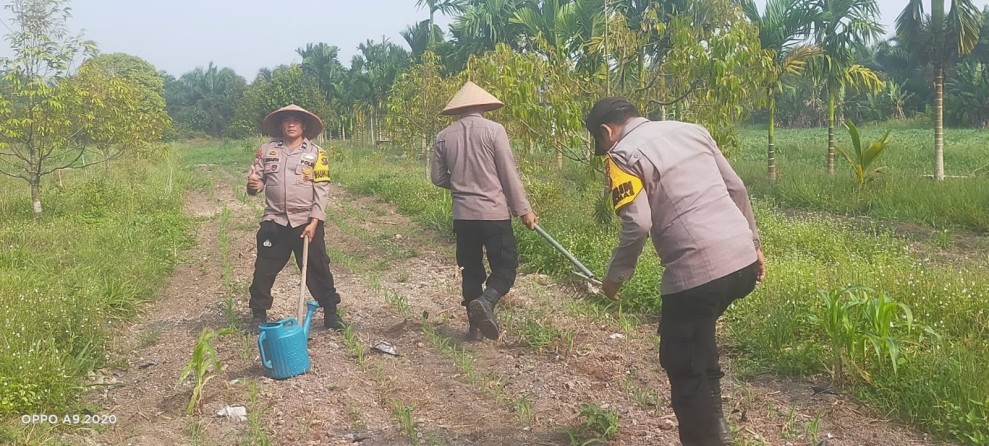 Polsek Koto Gasib Intensif Rawat Jagung Pipil di Lahan Poktan Mekar Sari, Dukung Ketahanan Pangan