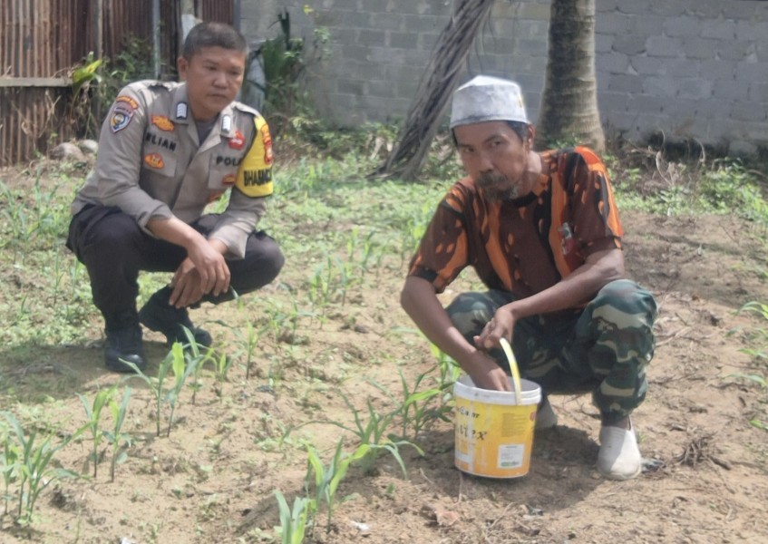 Bhabinkamtibmas Polsek Minas Rutin Cek Perkembangan Jagung Program Ketahanan Pangan Kuartal II di Minas Jaya