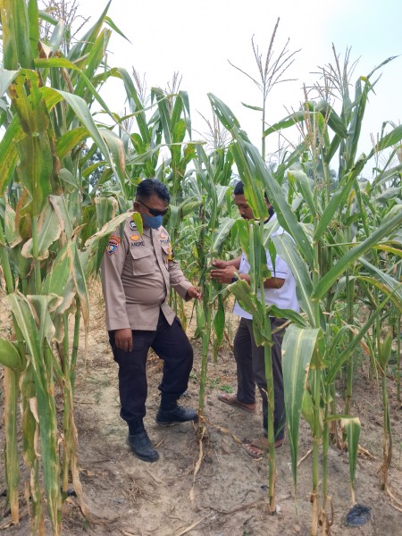 Bhabinkamtibmas Polsek Minas Pastikan Jagung Pipil Usia 73 Hari di Rantau Bertuah Tumbuh Subur Meski Dalam Kondisi Cuaca Ekstrem