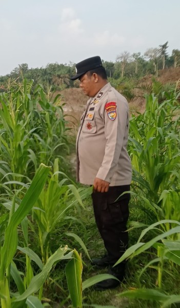 Usia 74 Hari, Jagung Pipil di Mandiangin Tumbuh Hingga 125 Cm, Terkendala Hama Monyet