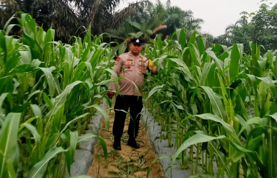 Polsek Minas Cek Perkembangan Jagung Pipil Usia 66 Hari di Mandiangin, Tinggi Tanaman Capai 150 Cm
