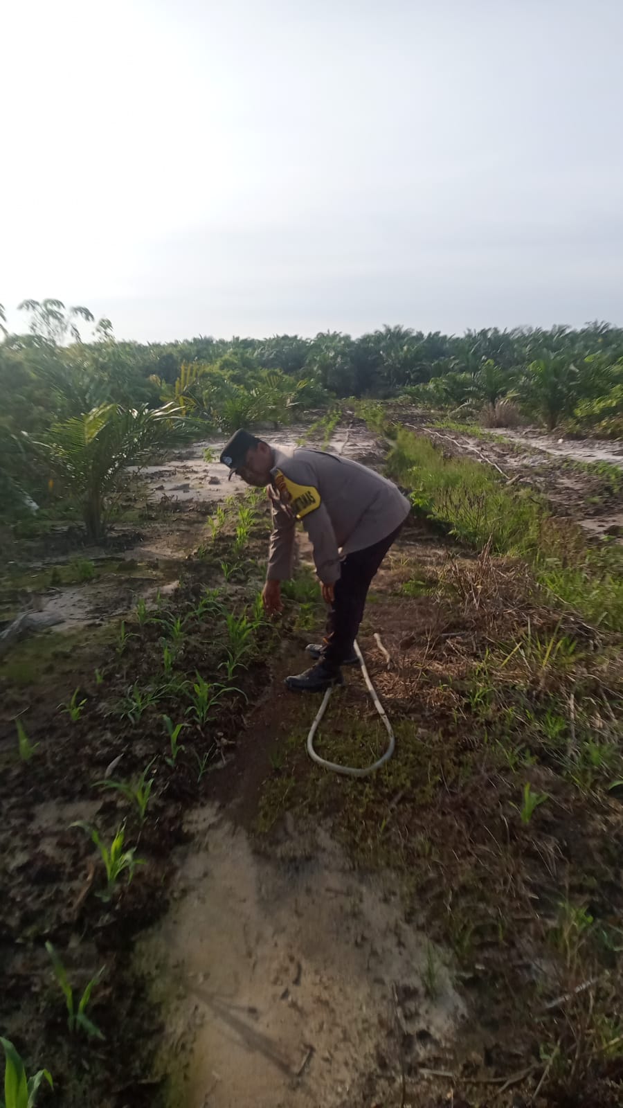 Polsek Minas Cek Perkembangan Jagung Pipil Program Ketahanan Pangan di Kampung Mandiangin