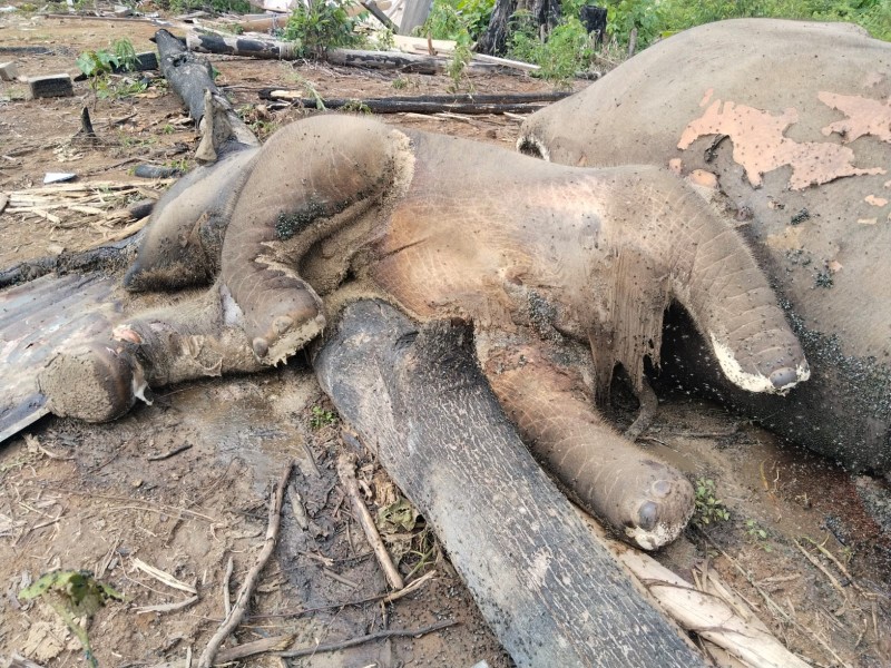Kematian Gajah di Seblat: Alarm Keras Kegagalan Pengelolaan Hutan