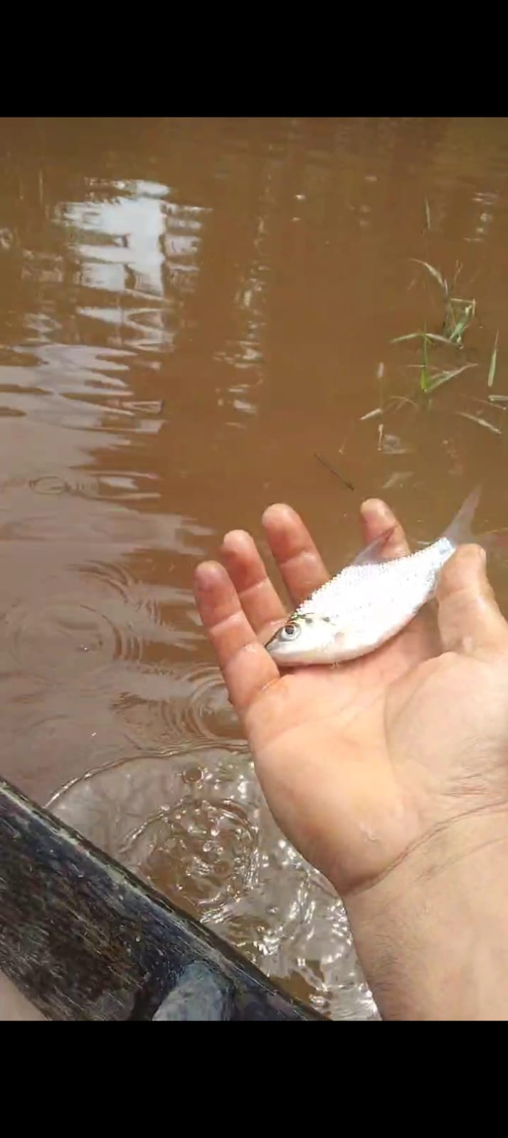 Limbah beracun PT Sinarmas di desa sei kijang tapung hilir cemari sungai warga, mengakibatkan ikan pada mati