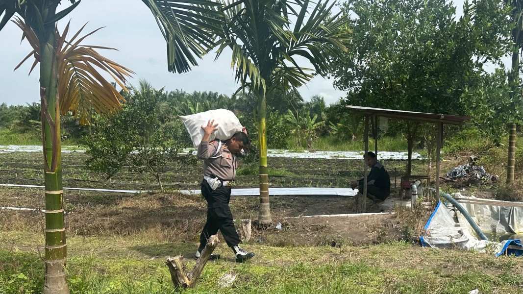 Dari Lahan Produktif Untuk Negeri: Propam Polsek Koto Gasib Kawal Ketahanan Pangan Nasional