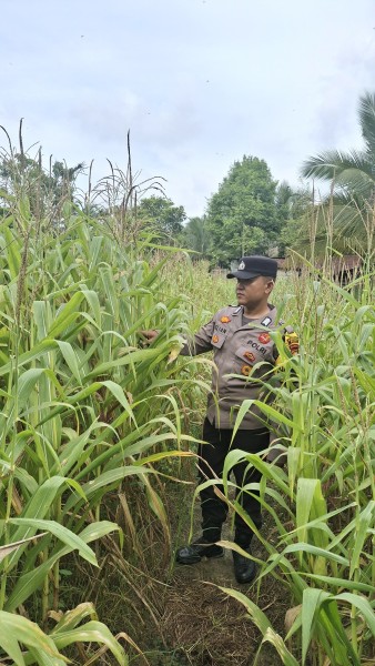 Program Ketahanan Pangan Nasional: Polsek Minas Lakukan Pengecekan Perkembangan Jagung Pipil di Kelompok Tani Sejati Usia 75 Hari