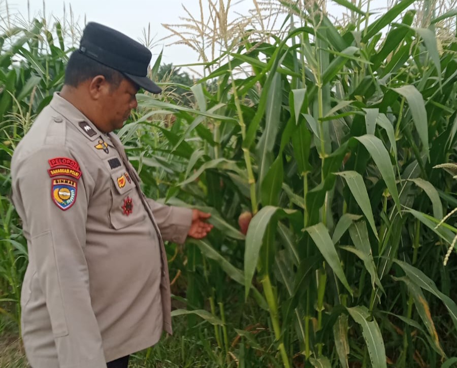 Wujud Dukungan Ketahanan Pangan Nasional, Bhabinkamtibmas Kampung Mandiangin Cek Perkembangan Jagung Pipil Usia 75 Hari